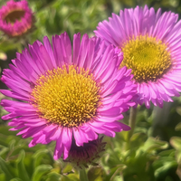 Erigeron glaucus 'Sea Breeze'
